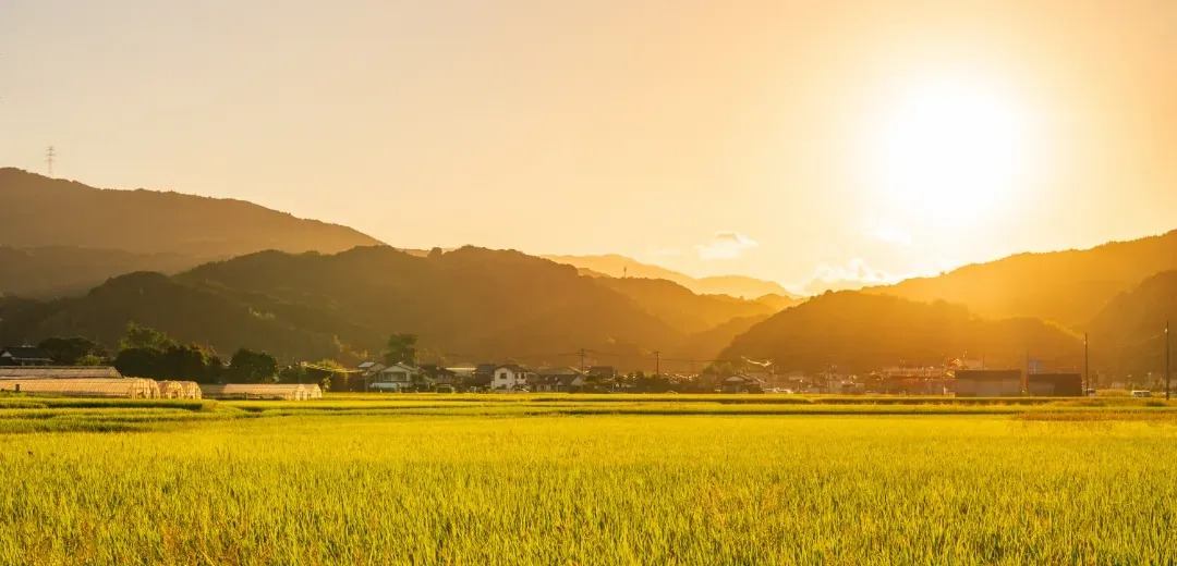 夕日に照らされた稲田